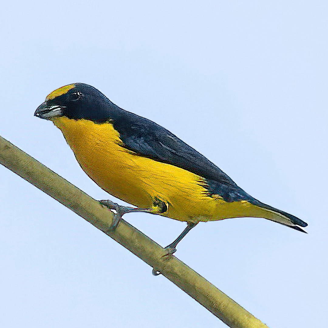 image Scrub Euphonia